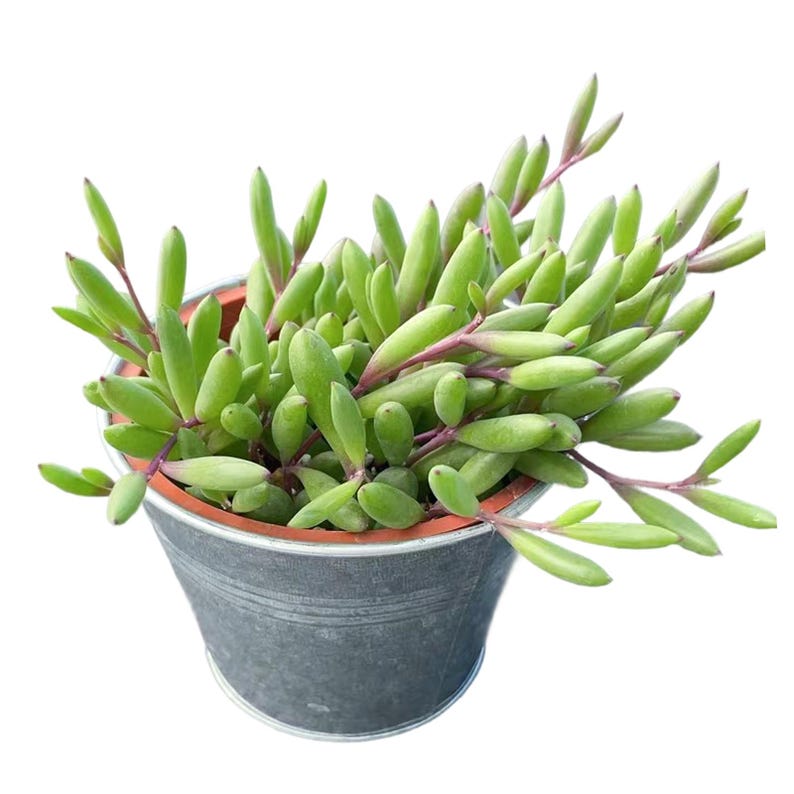 4" Othonna capensis 'Ruby Necklace' – Live Succulent, Potted Succulents, Houseplant Decor, Indoor & Outdoor Plant, Home Decor, Garden Decor 4" Vintage Pot