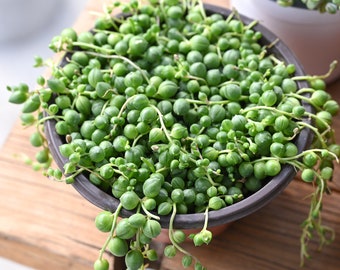 4" String of Pearls, 1 Live Trailing Succulent, Hanging Decor, DIY Project, Christmas Thanksgiving Wedding Baby Shower