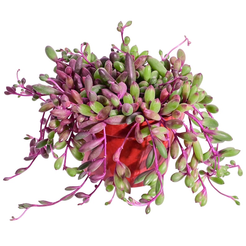 4" Othonna capensis 'Ruby Necklace' – Live Succulent, Potted Succulents, Houseplant Decor, Indoor & Outdoor Plant, Home Decor, Garden Decor 4" Nursery Pot