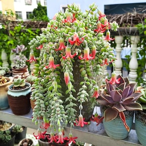 May include: A potted succulent plant with cascading green stems and small, red and pink bell-shaped flowers. Other potted succulents are visible in the background, creating a garden scene.
