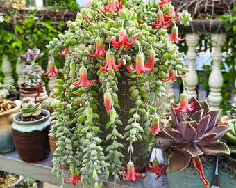 Cotyledon Pendens, Succulent Plant Rooted in 2"/ 4" Pot, Trailing Hardy Succulent, Gift for Her | Easy Care Plants | Home Decor