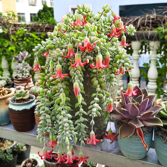 Cotyledon Pendens, Succulent Plant Rooted in 2"/ 4" Pot, Trailing Hardy  Succulent, Gift for Her | Easy Care Plants | Home Decor