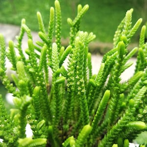 May include: Close-up of a vibrant green succulent plant with tightly packed, textured stems and small, delicate white flowers. The plant has a lush, full appearance, with a soft-focus green background.