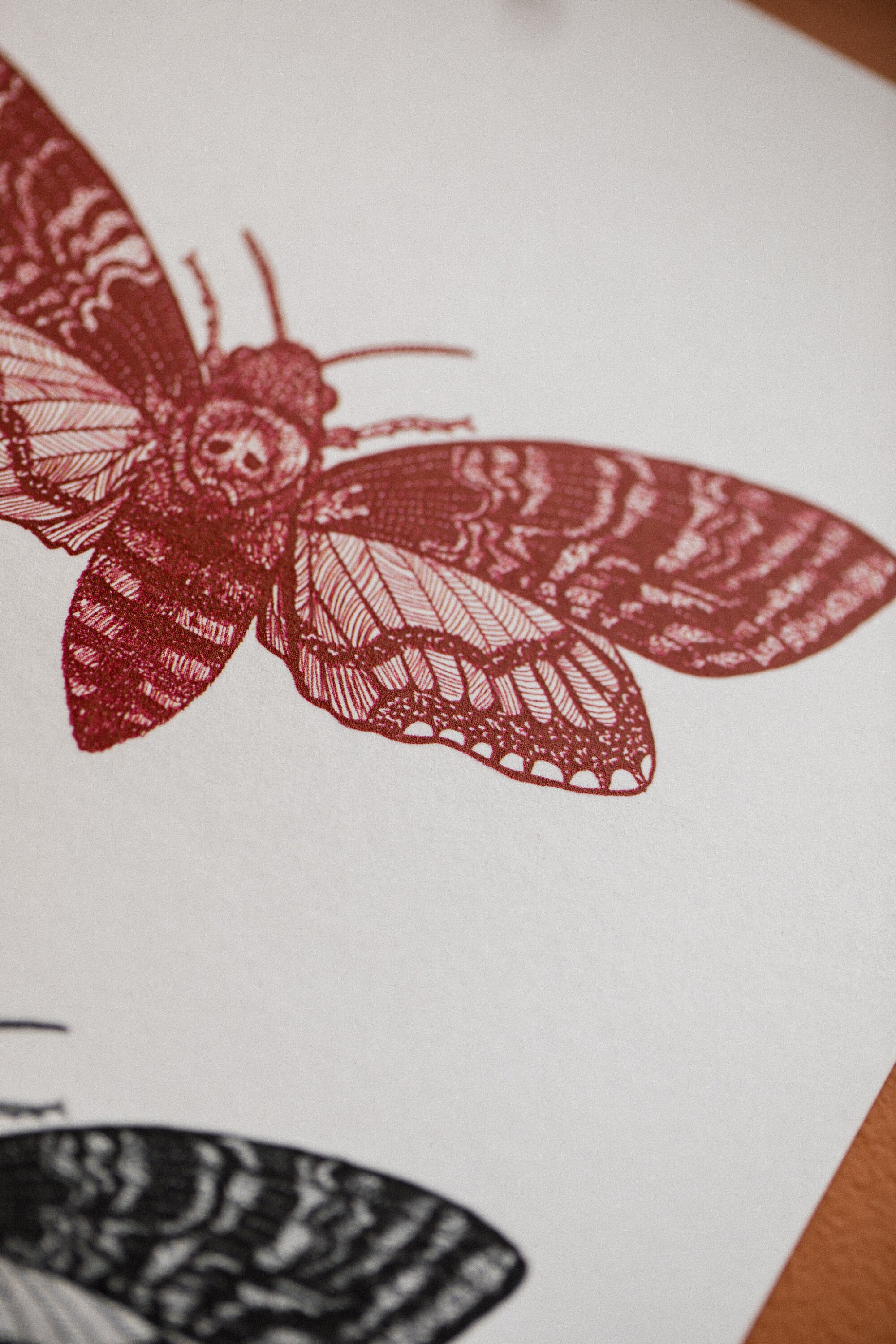 Deaths Head Hawk Moth Black and Red A5 Art Print - Etsy
