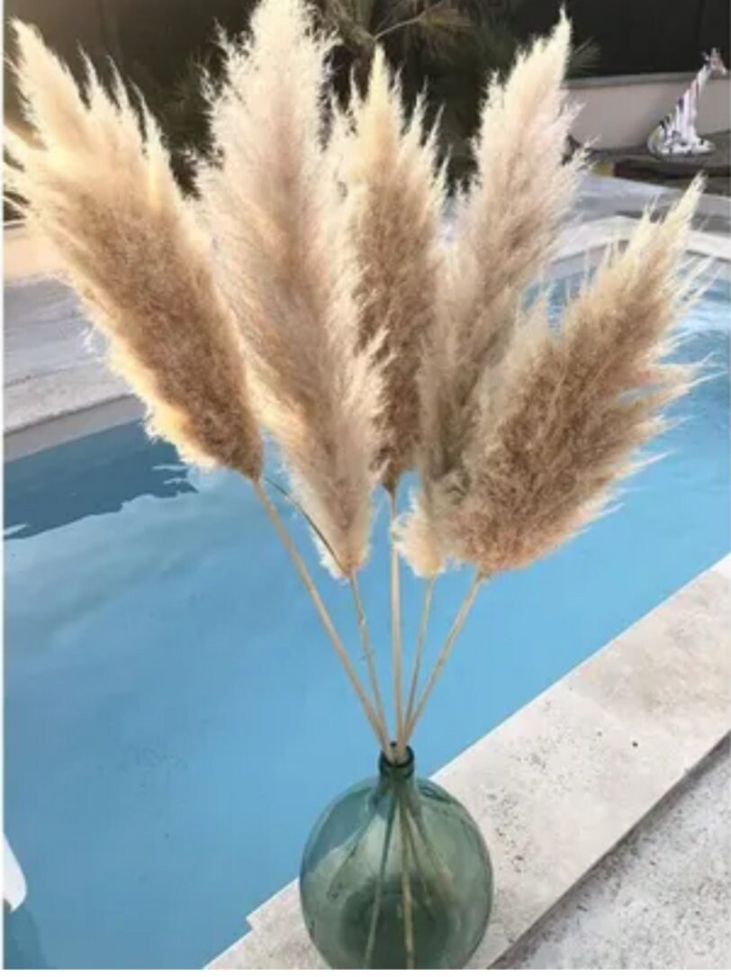 Pampas Sèches , Herbes de Pampas Naturels,