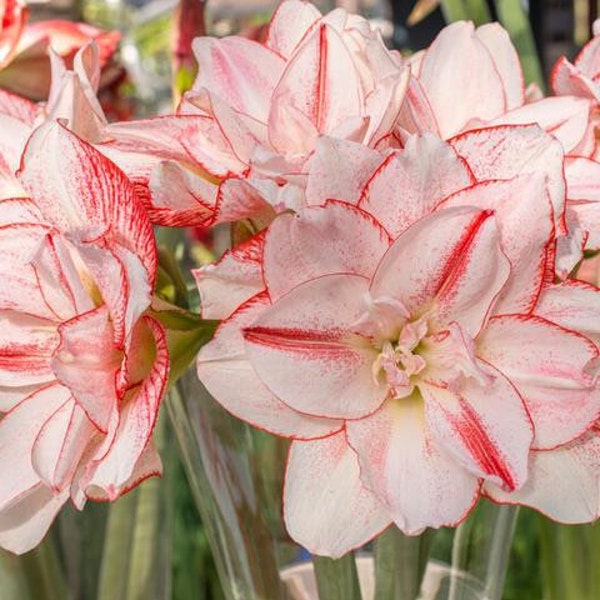 Amaryllis Bulbs Free Shipping Etsy