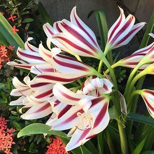 1 Stars and Stripes Crinum Lily Bulb Heirloom