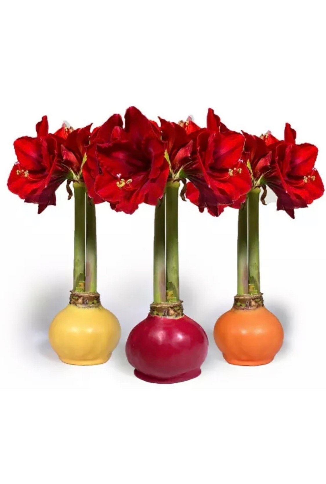 Large Wax Amaryllis Bulb Red Lion Etsy UK