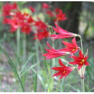 May include: A cluster of red spider lily flowers with long, slender stems and green foliage.