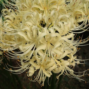 2 Yellow Spider Lily Bulbs Lycoris Aurea