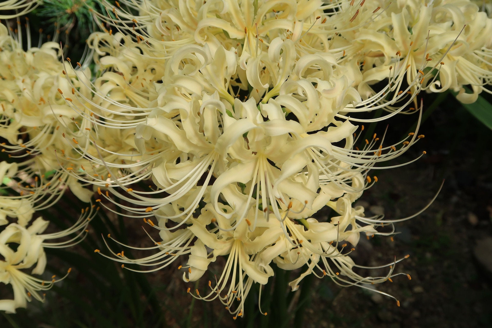 2 Yellow Spider Lily Bulbs Lycoris Aurea