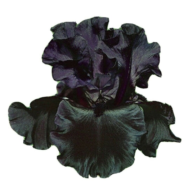 Black Suited Reblooming Bearded Iris TRUE BLACK - Etsy