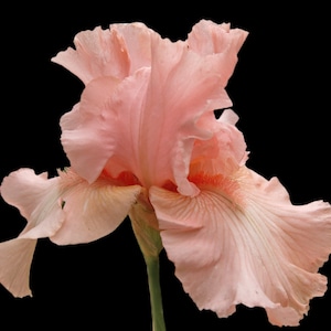 May include: A single pink iris flower with delicate petals and a light orange center. The flower is isolated against a black background.