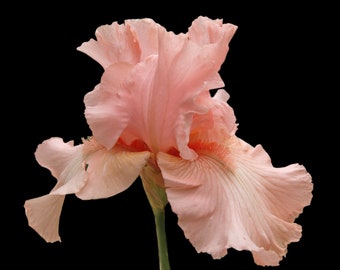 Cherub’s Smile Reblooming Bearded Iris