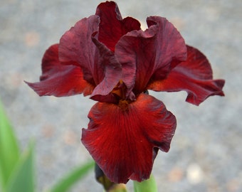 Grateful Red Reblooming Bearded Iris