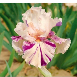 Peach Jam Reblooming Bearded Iris