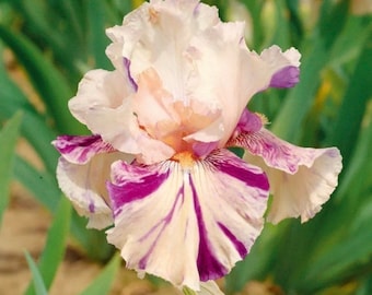 Puede incluir: Una flor de iris blanca y morada con pétalos rizados. La flor tiene una base blanca con rayas moradas y un centro rosa.
