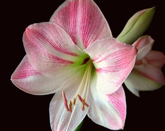 Large Apple Blossom Amaryllis Bulb