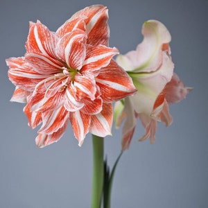 May include: Close-up of two amaryllis flowers with vibrant red and white striped petals. The flowers have multiple layers of petals and are set against a soft gray background. The green stem is visible.