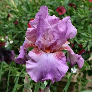 May include: A close-up of a purple iris flower with a white and pink center. The flower has a ruffled appearance and is in full bloom.