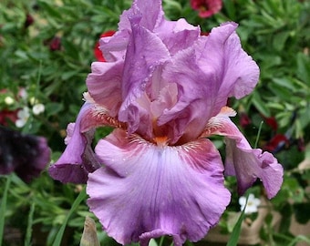 May include: A close-up of a purple iris flower with a white and pink center. The flower has a ruffled appearance and is in full bloom.