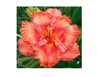 Perceptive Daylily Perennial Ruffled Edges RARE Rebloomer LTD QTY