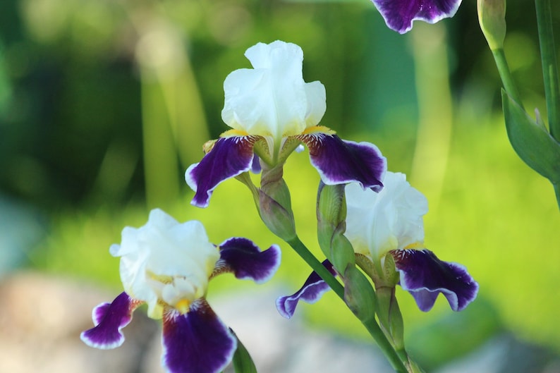 May include: Close-up of three white and purple iris flowers in bloom. The flowers have a yellow center and are growing on green stems.