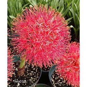 May include: A close-up of a red, fuzzy flower with long, thin petals. The flower is in a pot and is surrounded by green foliage.