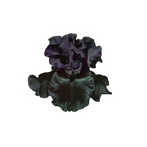 Black Suited Reblooming Bearded Iris - TRUE BLACK