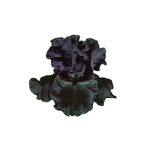 May include: A single dark purple and green iris flower with ruffled petals.