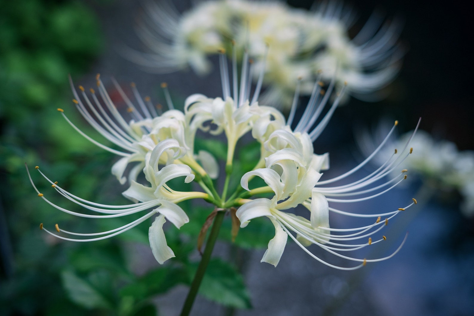 2 White Spider Lily Bulbs Lycoris Albiflora Etsy