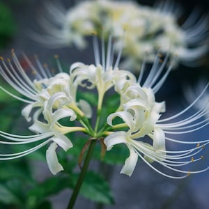 2 White Spider Lily Bulbs Lycoris Albiflora