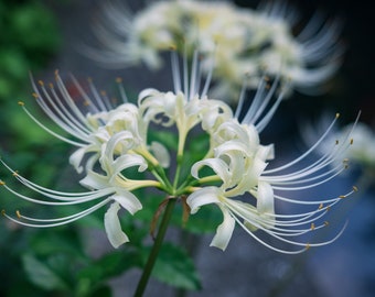 2 White Spider Lily Bulbs Lycoris Albiflora
