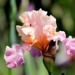 May include: A pink and orange iris flower with ruffled petals. The flower is in bloom and has a green stem.