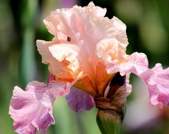 Cherry Blossom Song Reblooming Bearded Iris
