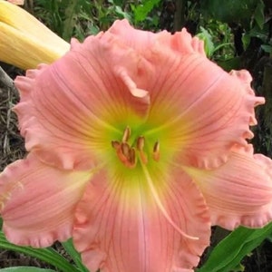 May include: A pink and yellow daylily with ruffled petals. The flower has a green center with brown stamens.