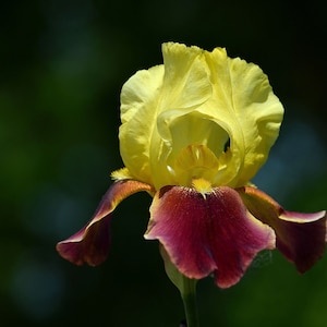May include: A yellow and burgundy iris flower with a dark green background.