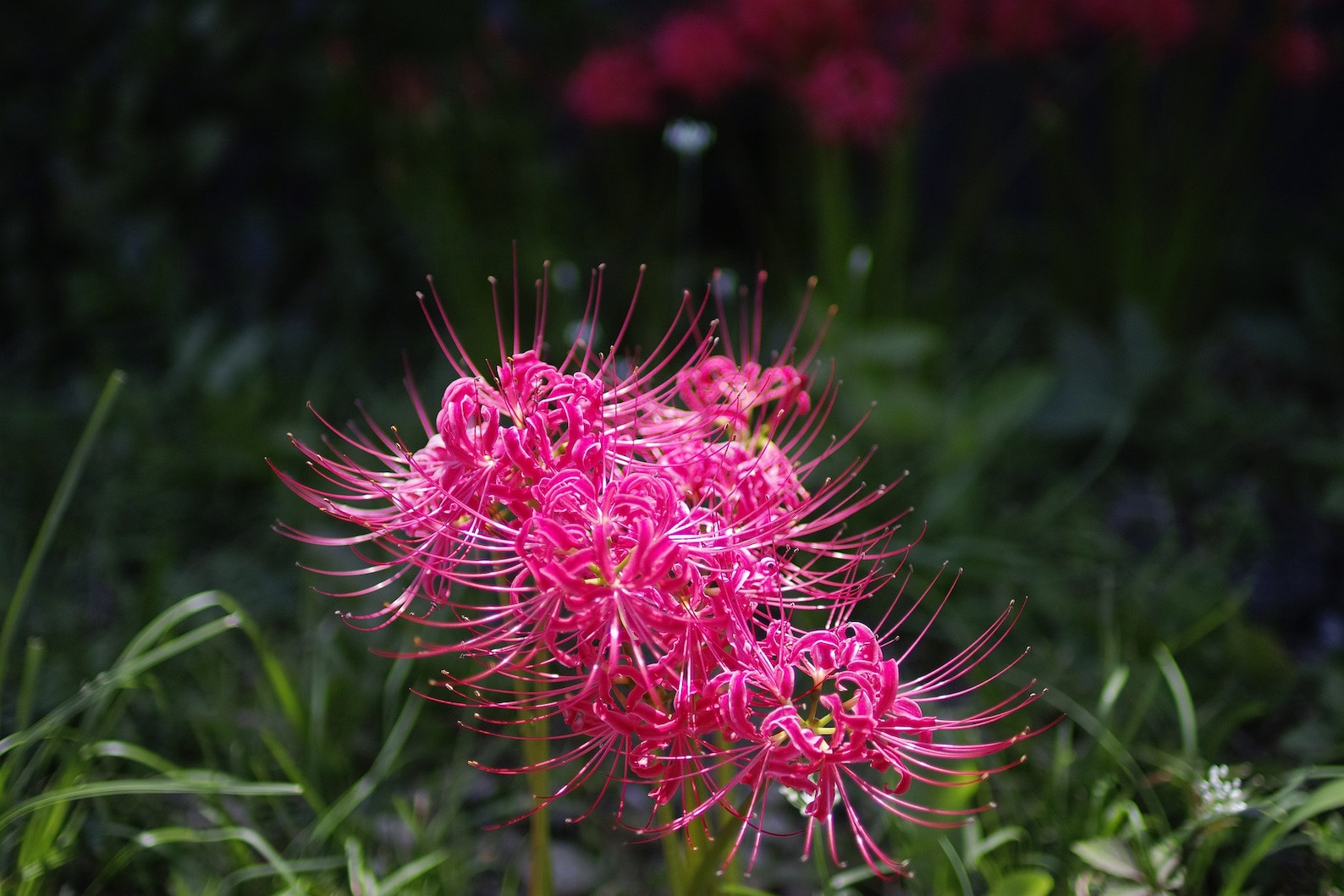 2 Pink Spider Lily Bulbs Lycoris Squamigera Etsy