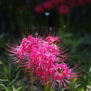 2 Pink Spider Lily Bulbs Lycoris Squamigera