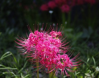 2 Pink Spider Lily Bulbs Lycoris Squamigera