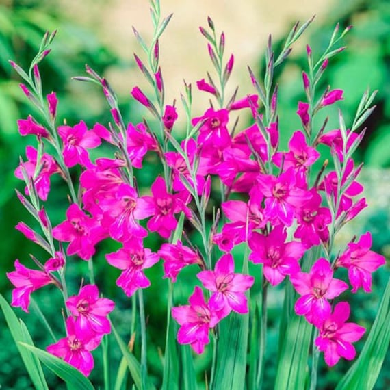 3 Gladiolus Byzantinus Bulbs