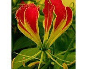 1 Glory Lily Tuber Flame Lily Climbing Gloriosa Plantii