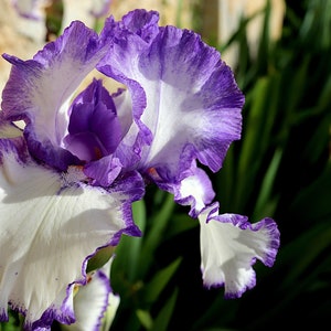 May include: A close-up of a white and purple iris flower with ruffled petals. The flower is in focus, while the background is blurred.