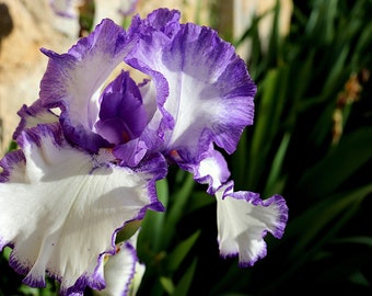 Crown Jewel Angels Wings Reblooming Bearded Iris