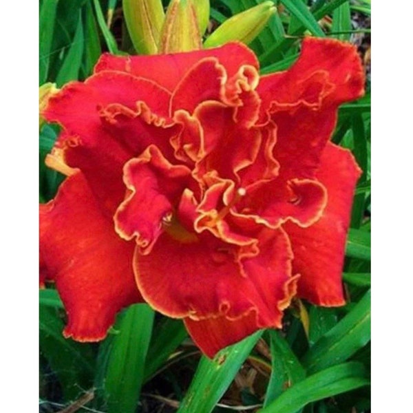 Moses Fire Daylily Perennial Ruffled Edges RARE Rebloomer