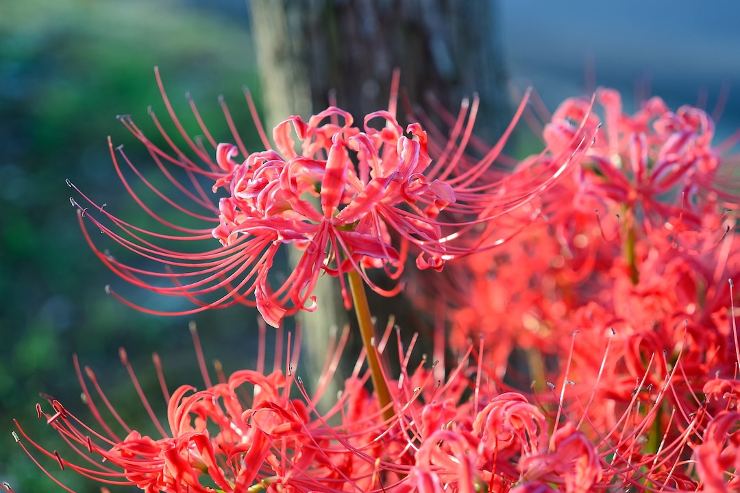 2 Red Spider Lily Bulbs Lycoris Radiata - Etsy