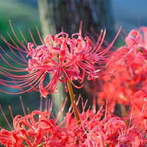 2 Red Spider Lily Bulbs Lycoris Radiata