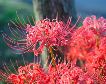 2 Red Spider Lily Bulbs Lycoris Radiata