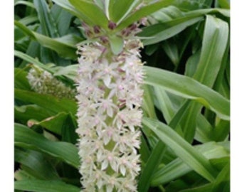 1 Pineapple Lily Bulb (Eucomis Comosa) White