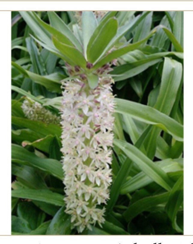 1 Pineapple Lily Bulb (Eucomis Comosa) White